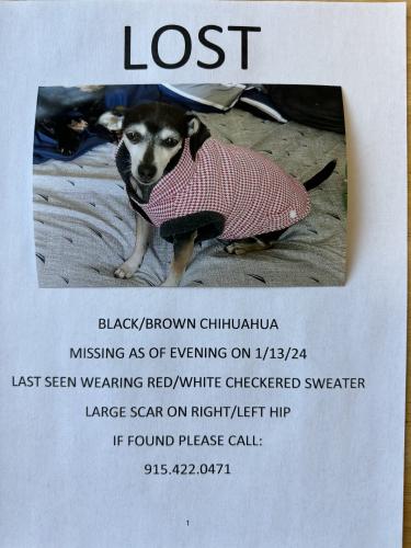 Lost Female Dog last seen Palomino/ Clydesdale , El Paso, TX 79924