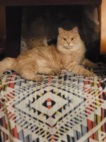 Lost Female Cat last seen Gail Gardner, Prescott, AZ 86301