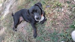 Lost Female Dog last seen Jenks Rd apex nc 27523, Apex, NC 27502