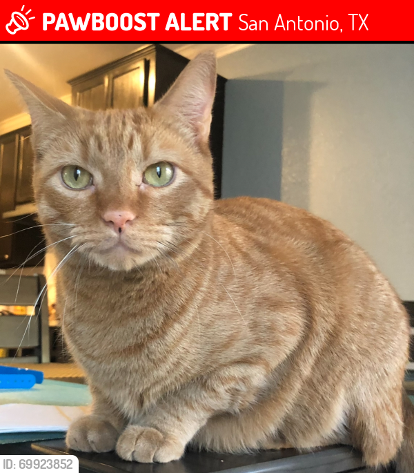 Lost Male Cat last seen Huebner Churchill estates , San Antonio, TX 78248