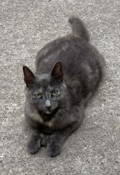 Lost Female Cat last seen Lakeview Ave & Hillcrest St , Lake Ronkonkoma, NY 11779
