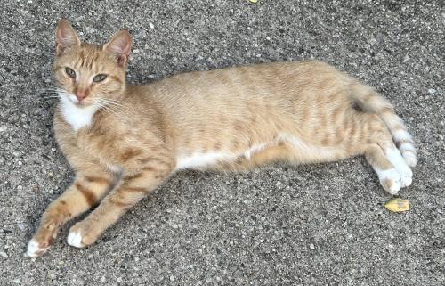 Lost Female Cat last seen Hillcrest St & Shorehaven Blvd, Lake Ronkonkoma, NY 11779, Lake Ronkonkoma, NY 11779