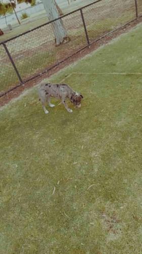 Lost Female Dog last seen Near glasgow st ferryden park south Australia 5010, Ferryden Park, SA 5010