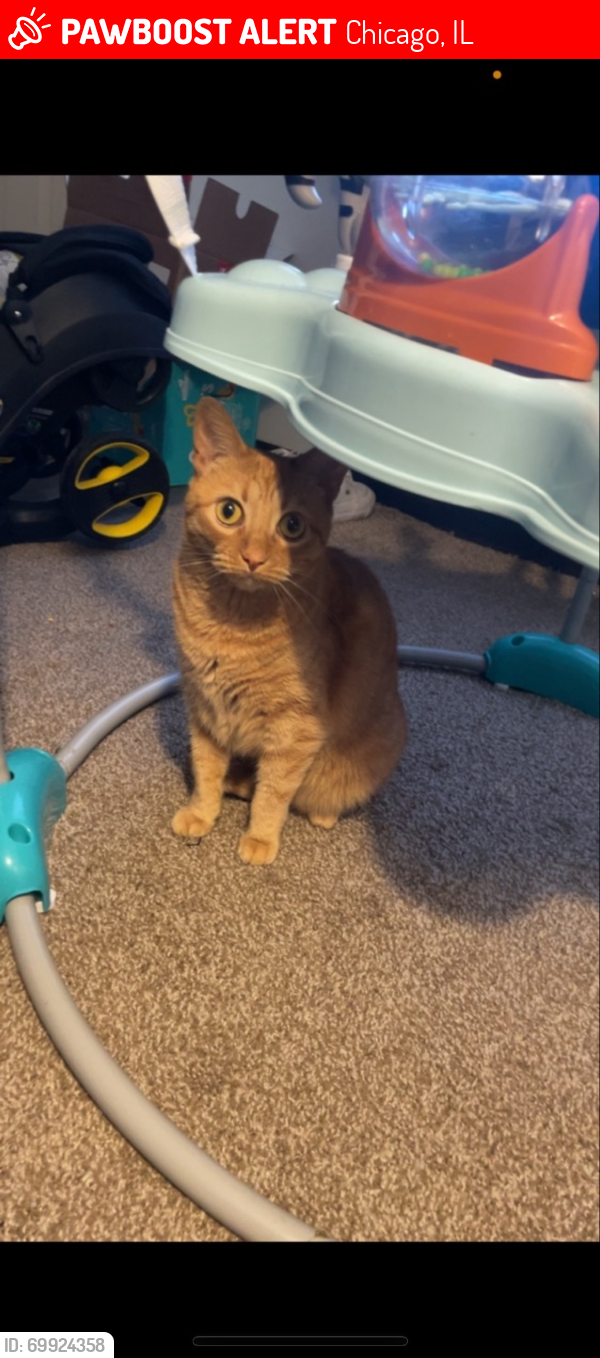 Lost Female Cat last seen North Cicero and West Chicago , Chicago, IL 60615