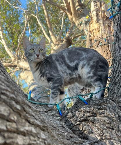 Lost Female Cat last seen Near W Rancho Diego Ln, Crowley, TX 76036