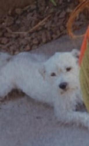Lost Male Dog last seen north stepheni st by the tj max a jappanese man name phillip choi took off with my boy he was driving a silver2018 camry, Henderson, NV 89014