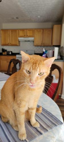 Lost Male Cat last seen Campbell Ives Drive, Campbell Crossing neighborhood, Lawrenceville GAA, Lawrenceville, GA 30045