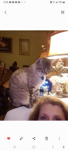 Lost Male Cat last seen At hse on madisin and Oliver not far from Simcoe or library on congress , Lafayette, LA 70501