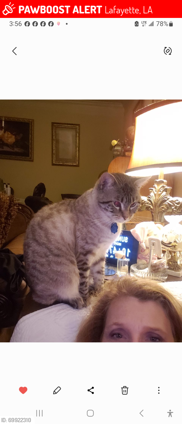 Lost Male Cat last seen At hse on madisin and Oliver not far from Simcoe or library on congress , Lafayette, LA 70501