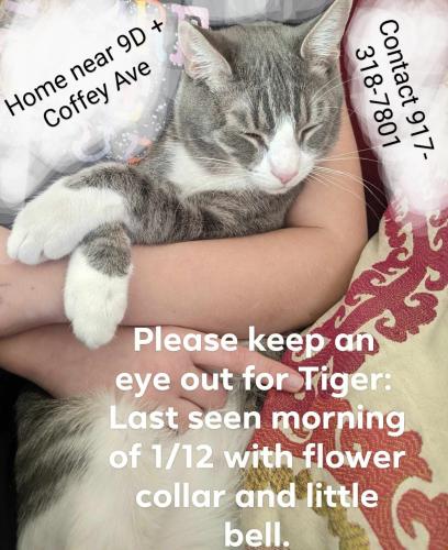 Lost Male Cat last seen 9D and Coffey Avenue, Beacon, New York, Beacon, NY 12508
