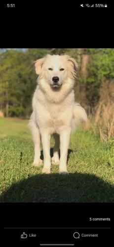 Lost Female Dog last seen Ray Frost road, Crawford County, GA 31008