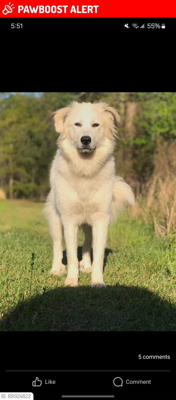 Lost Female Dog last seen Ray Frost road, Crawford County, GA 31008