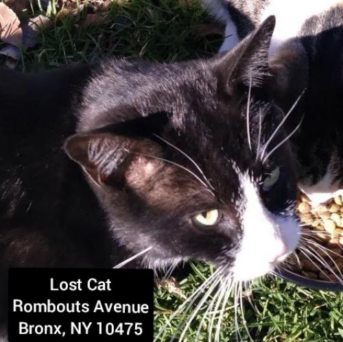 Lost Male Cat last seen Between Givan and Tillotson Avenues, The Bronx, NY 10475