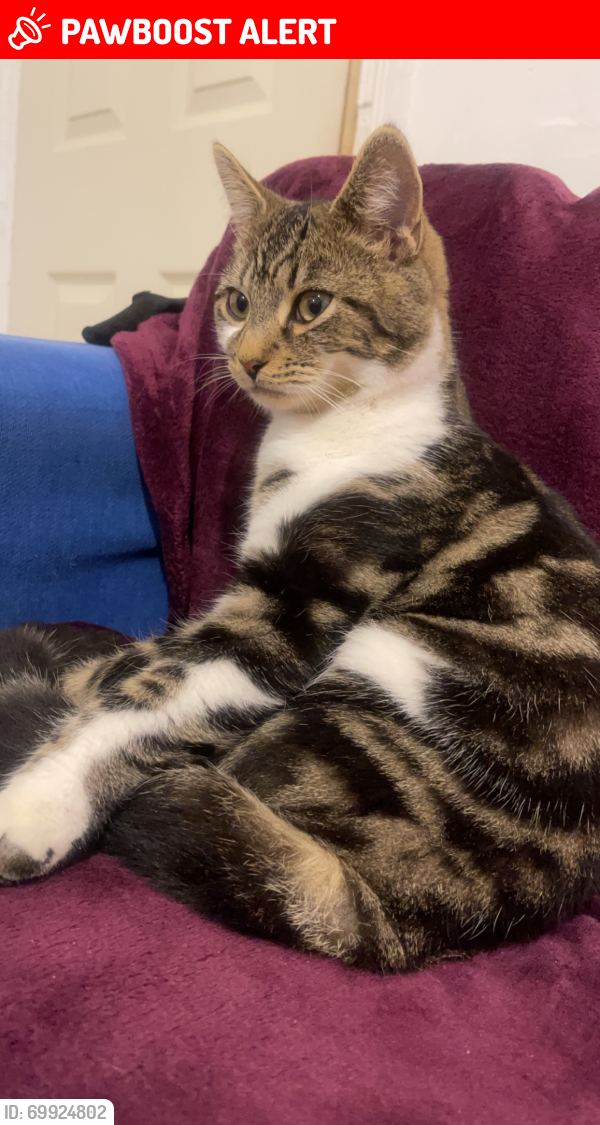 Medway, England Lost Male Cat, Timi Is Missing PawBoost
