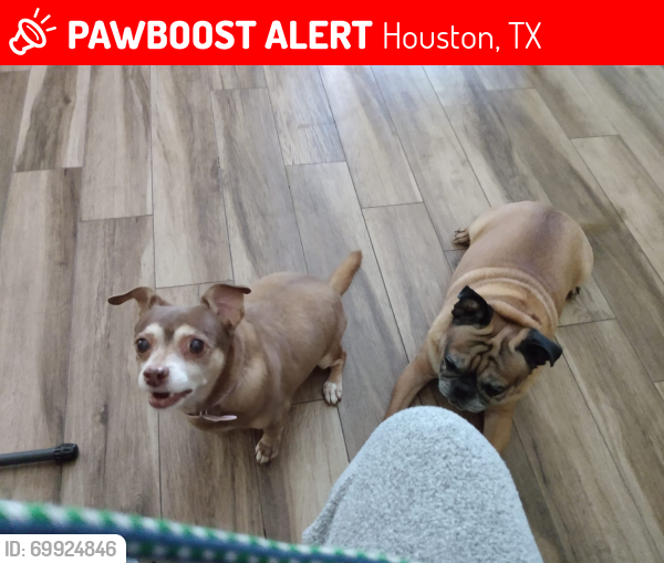 Lost Female Dog last seen Forest Cove/Lakewood cove, Houston, TX 77339