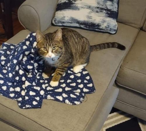 Lost Male Cat last seen Thomas Ave and Grotto, Saint Paul, MN 55104
