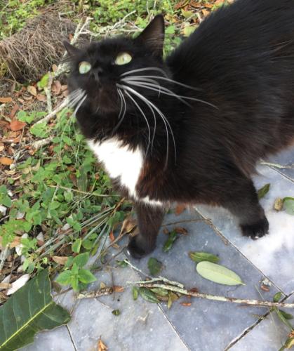 Lost Female Cat last seen Melbourne Ave, Melbourne, FL 32901