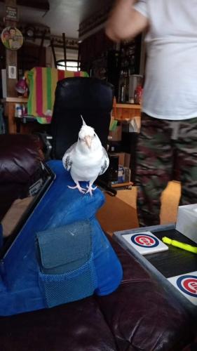 Lost Male Bird last seen fulkerson and 13th, Niles, MI 49120