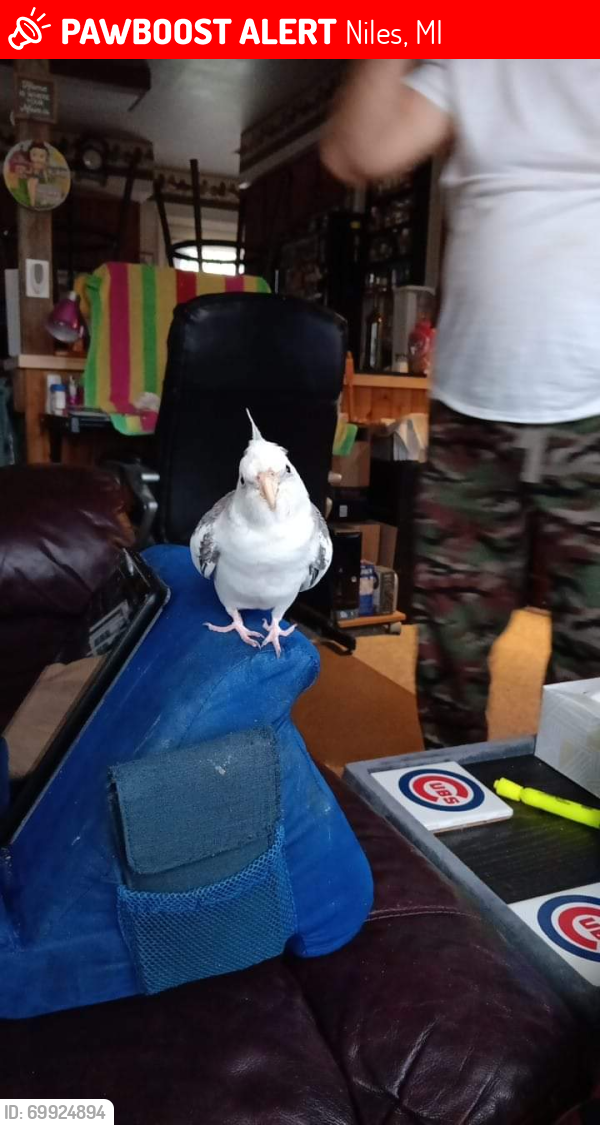 Lost Male Bird last seen fulkerson and 13th, Niles, MI 49120