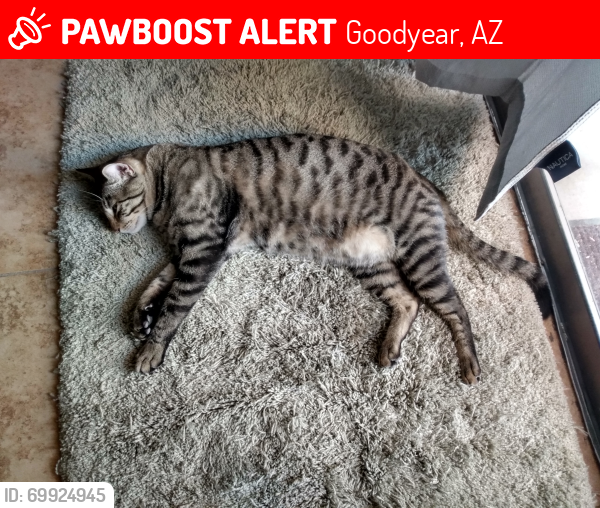 Lost Male Cat last seen W Lower Buckeye Parkway & S 158th Drive , Goodyear, AZ 85338