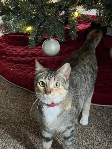 Lost Female Cat last seen 21st street and Cumberland Road, Indianapolis, IN 46229