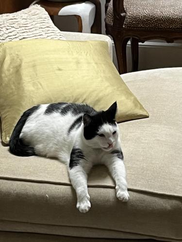 Lost Male Cat last seen Spring Lake Road in Forest Acres, Columbia, SC 29206