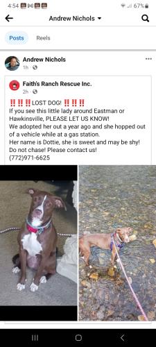 Lost Female Dog last seen Near circle k , Perry, GA 31069