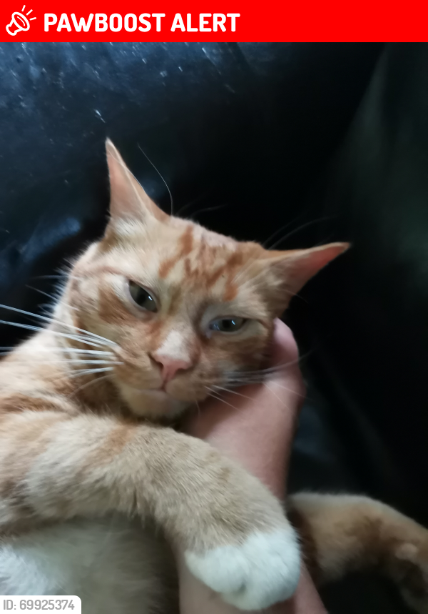Lost Male Cat last seen Entrance to Witton Castle fisheries, Witton-le-Wear, England DL14 0BP
