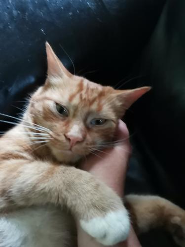 Lost Male Cat last seen Entrance to Witton Castle fisheries, Witton-le-Wear, England DL14 0BP