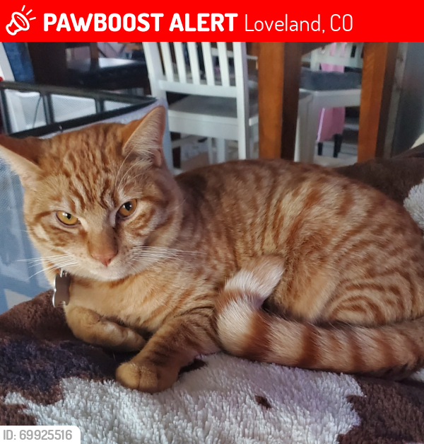 Lost Male Cat last seen SE 23rd St and S Garfield Ave, Loveland, CO 80537
