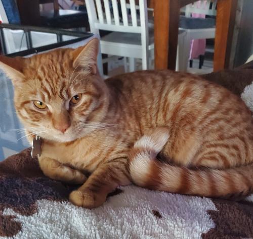Lost Male Cat last seen SE 23rd St and S Garfield Ave, Loveland, CO 80537