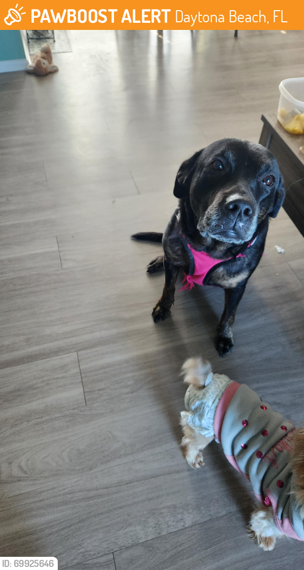 Surrendered Female Dog last seen 12th and Beach apmts, Daytona Beach, FL 32114
