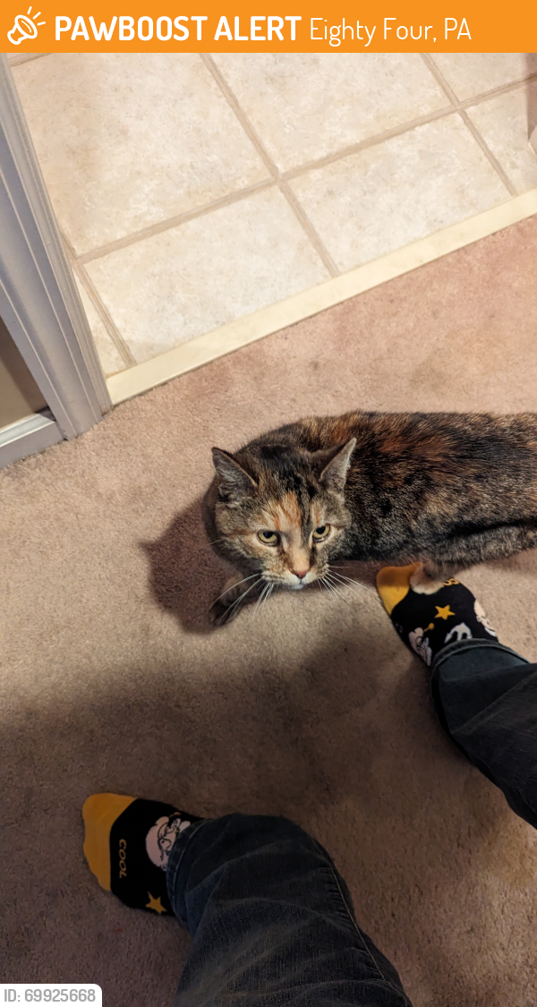 Rehomed Female Cat in Eighty Four, PA 15330 (ID 69925668) PawBoost