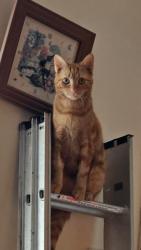 Lost Female Cat last seen Barton Road FY8 2JZ , Lancashire, England 