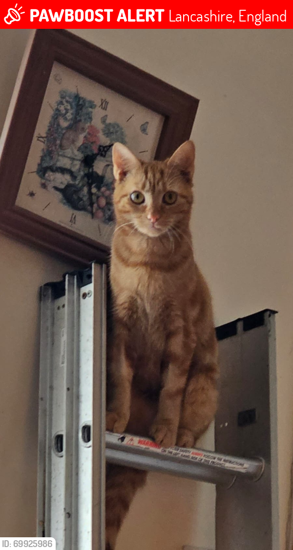 Lost Female Cat last seen Barton Road FY8 2JZ , Lancashire, England 