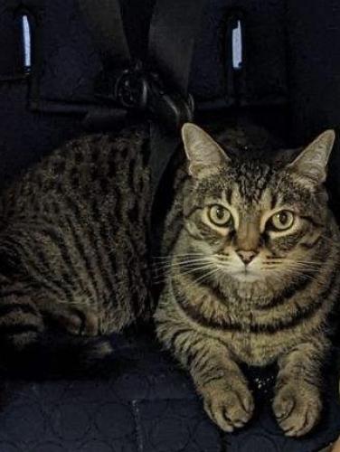 Lost Male Cat last seen Parker Ct and Franklin Ave, Pearl City, HI 96782