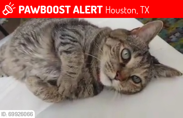 Lost Female Cat last seen Acacia Forest Trail in Clear Brook Landing, Houston, TX 77089
