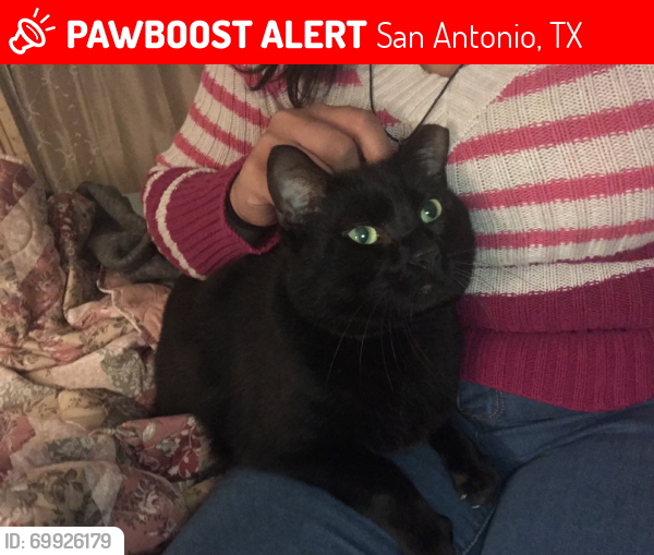 Lost Male Cat last seen Tides Trails, San Antonio, TX 78252