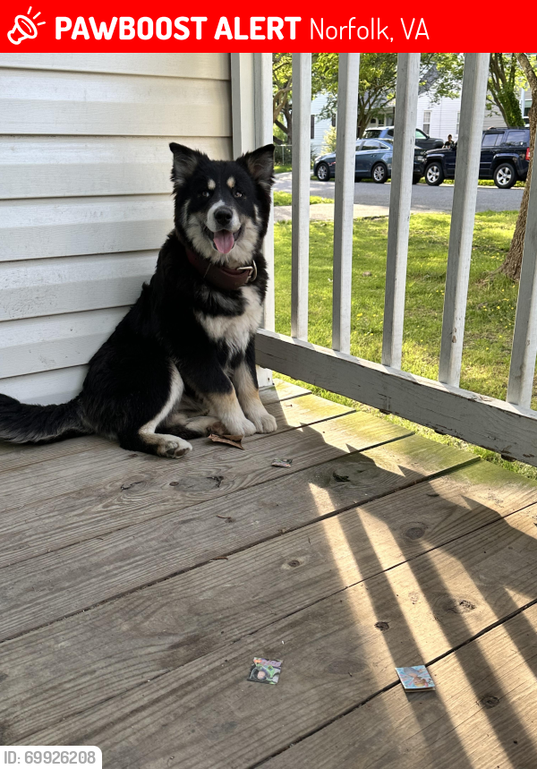 Lost Female Dog last seen Near Ashby street, Norfolk, VA 23502