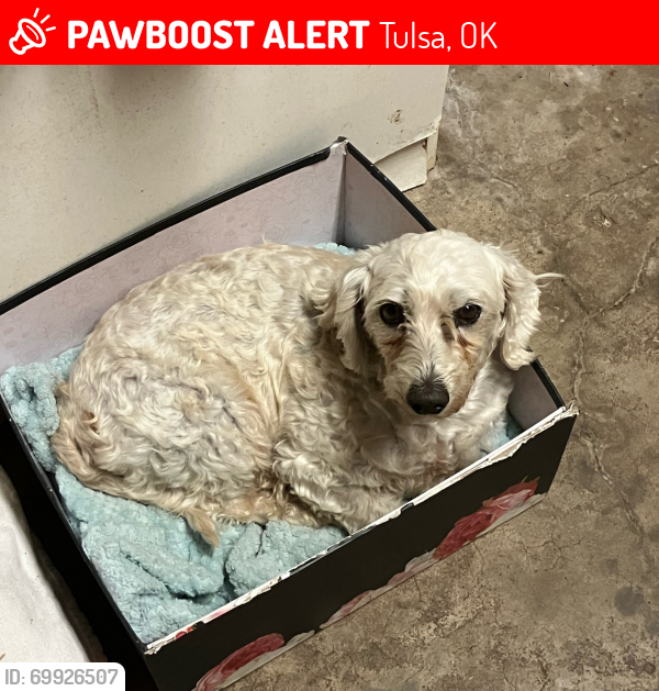 Lost Male Dog last seen Admiral and Sheridan, Tulsa, OK 74115