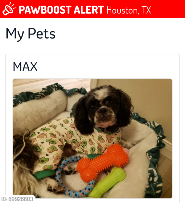 Lost Male Dog last seen Bammelwood, Houston, TX 77014