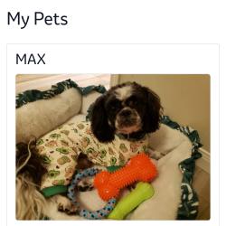 Lost Male Dog last seen Bammelwood, Houston, TX 77014