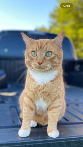 Lost Male Cat last seen Kidsville Daycare , Johnston County, NC 27501