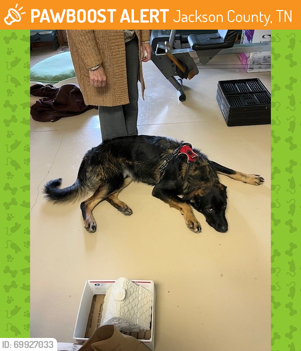 Jackson County, TN Stray Male Dog Found Near Highway 262 and 85 near Wartrace Creek Park PawBoost