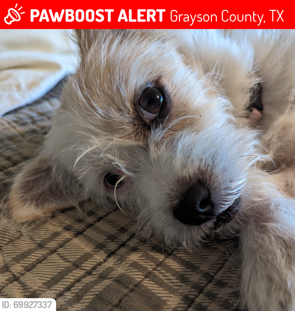 Lost Female Dog last seen Old Ida Rd and Hayes, Sherman TX, Grayson County, TX 75090