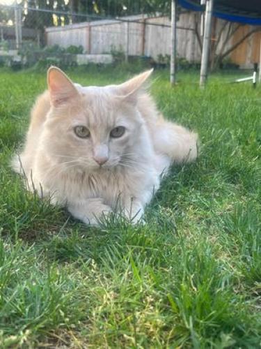 Lost Male Cat last seen 99th ave s and 216th st, Kent, WA 98031