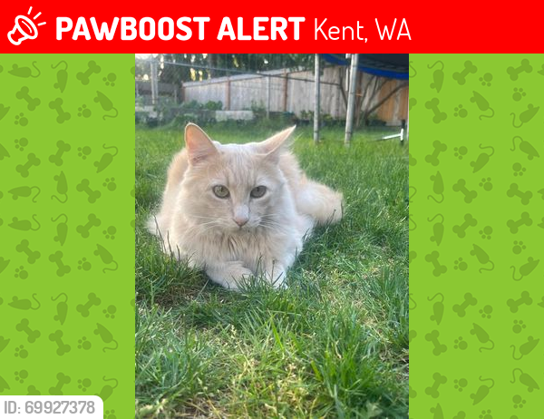 Lost Male Cat last seen 99th ave s and 216th st, Kent, WA 98031