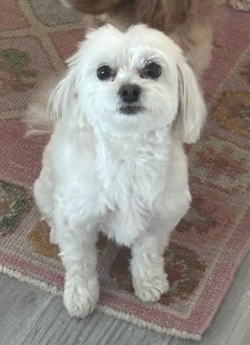 Lost Female Dog last seen 24th St and Campbell Ave, Phoenix, AZ 85016