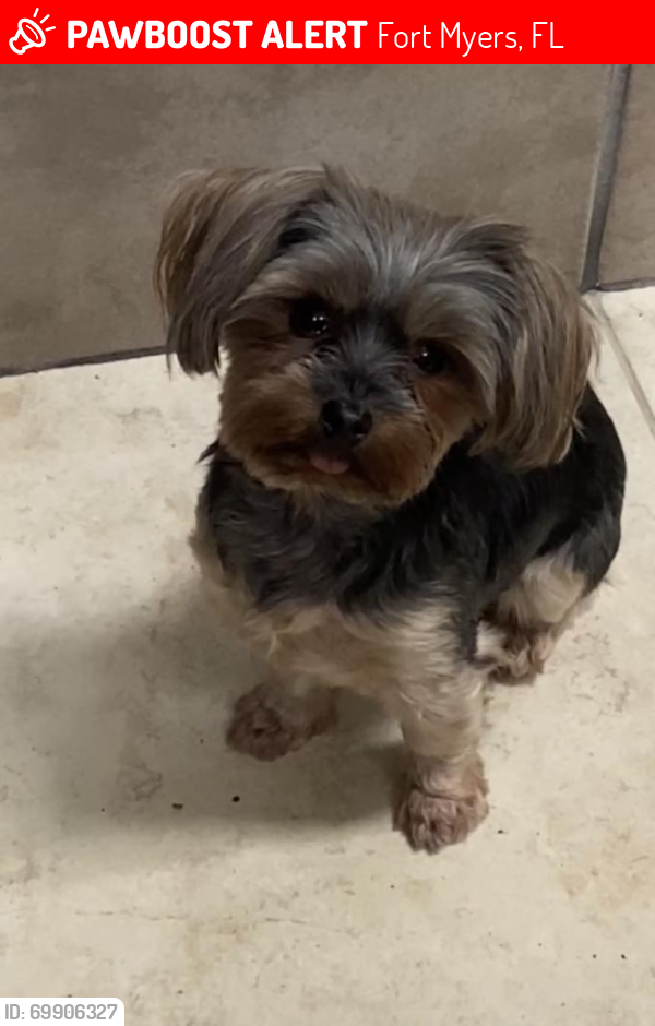 Lost Female Dog last seen Playground area or parking lot across the street in Gulf Coast Town Center, Fort Myers, FL 33913