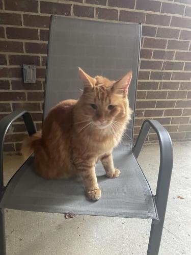 Lost Male Cat last seen Inova Fairfax Medical Campus , Annandale, VA 22003
